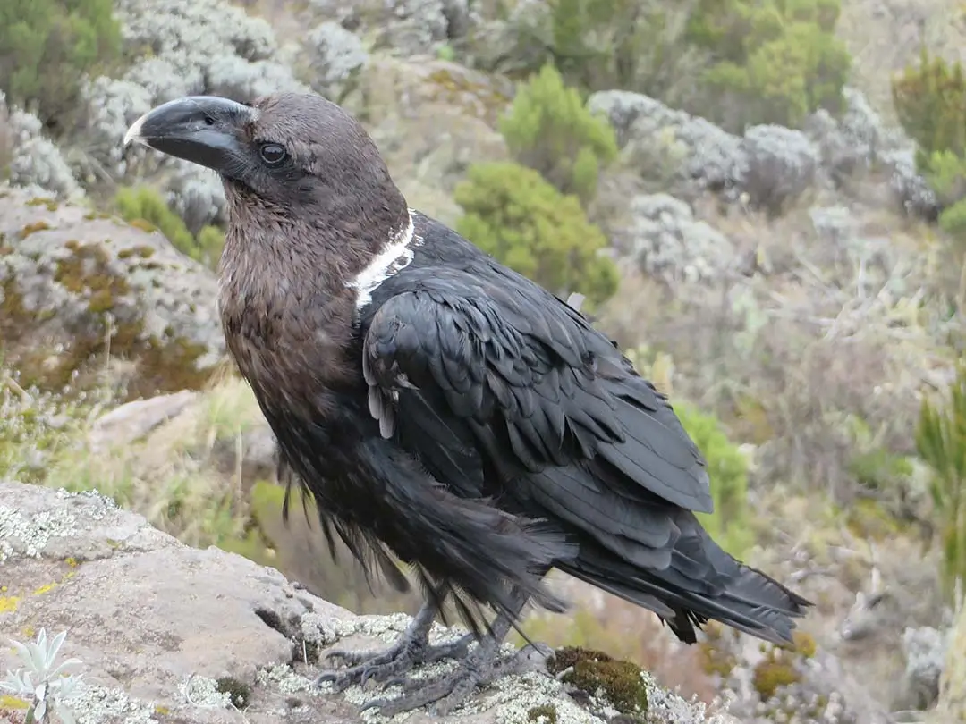 White Necked Raven perched